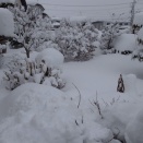【雪下】のことなど