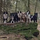 飼い主の号令で一列に並んで記念撮影？賢すぎる13匹のボーダーコリー