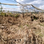 いかんべ村　定年田舎暮らし