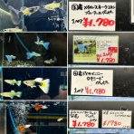 SONOアクアプランツファーム水草･海藻情報局