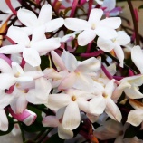 『光マイクロバブルフォームとは何か（6250回記念）（1）』の画像