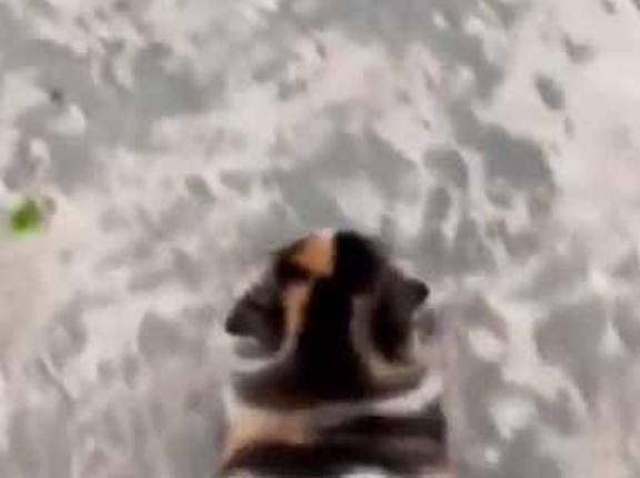 かわいい子が庭を散歩していた。敷石から落ちたらマグマだ！ → 歩く姿はこちらです…