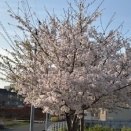 『春、満開♪』