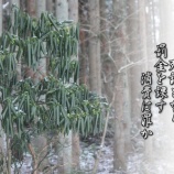 『白石良基さん米寿記念個展』の画像