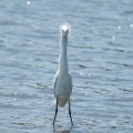 2026年5月20日の野鳥公園