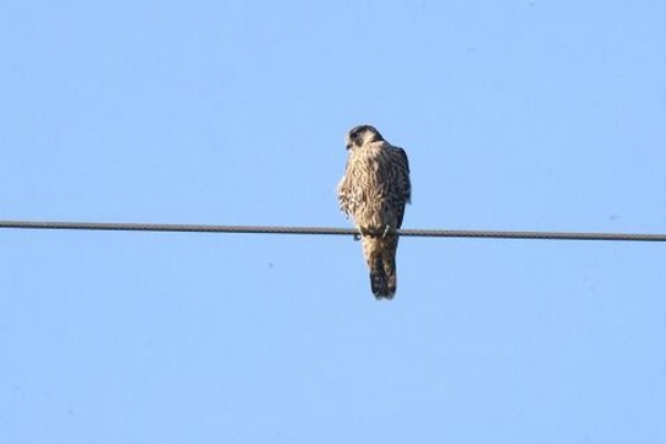 ハヤブサを追って