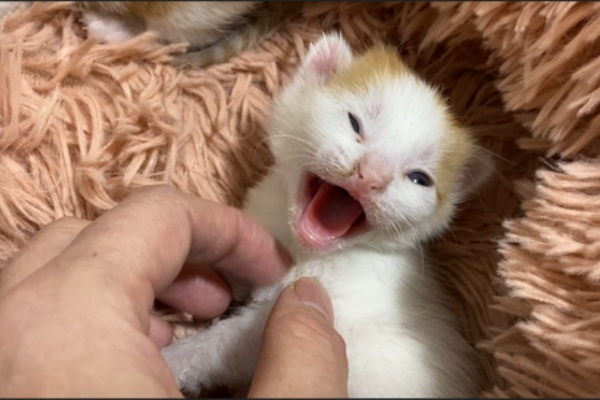 ねこかます 動画解説