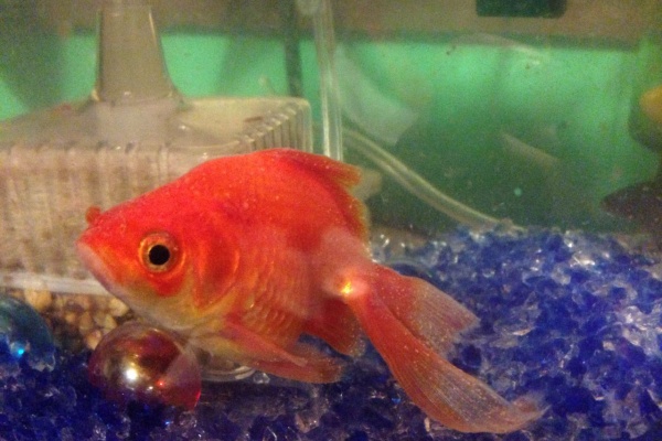 初心者から始めるアクアリウム 金魚