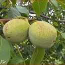 両手バックのオープンスタンスでのショット