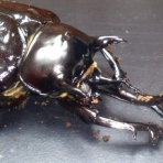 狭い部屋でカブクワ飼育!(^^)!