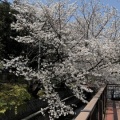 桜　長瀬川 2026