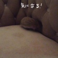 ソファから落ちたがる