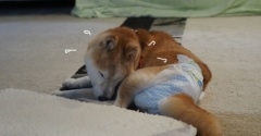 右側を下にして横になれなくなったシニア犬