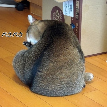 親近感が湧く春乃腹