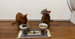 地震の後、落ち着いて並んでごはんを食べるひめちゃんとわか坊