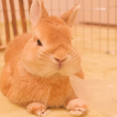 131 ふわふわ赤ちゃん うさぎの赤ちゃんがおおはしゃぎ 部屋んポデビュー 生後1か月のアメリカンファジーロップイヤー He Is Hyperactive Baby キルアルーム