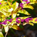 気温の変化による昆虫への影響