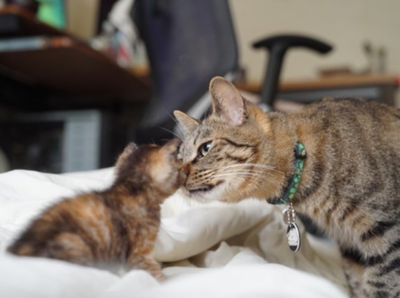 猫の教育をどう行うか　20260824