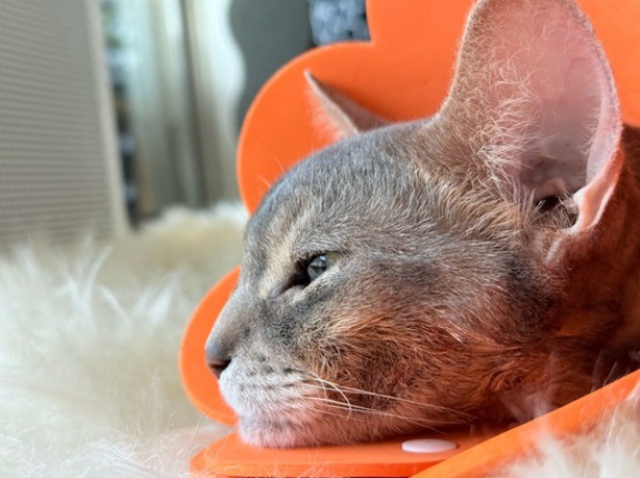 オレンジのお花になってるぼくちん