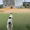 ドッグカフェ&ラン。