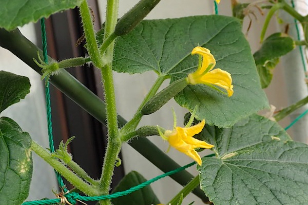 Heyモーの家庭菜園を楽しむ セロリ