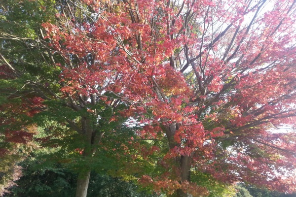 関東b級グルメドライブ ちょに らいでん がメタボで帰還 紅葉