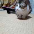 ビビりさんは スカンクにw