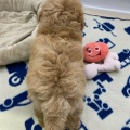 ☆かわいいワンちゃん・ネコちゃんデビュー☆