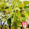 4月9日（木）の花🌸三昧•4…造幣局桜の通り抜け2