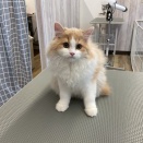 トリミングお便り