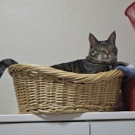 みゅうたんとびったん 猫日記