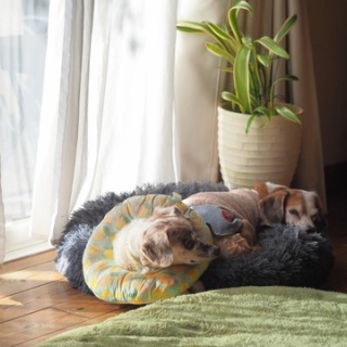 花とワンコな日々