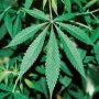 【ロック】タイ政府が大麻草100万本を全土の世帯に無料配布ｗｗｗｗｗ