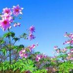 万葉歳時記 一日一葉