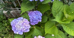 ＊青い紫陽花、白い紫陽花、6月の花々