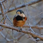 tamsan'sリストア2