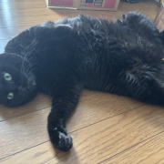 アヤちゃんの短いしっぽ