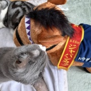 ドウデュースのぬいぐるみを見た猫がしたこと