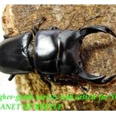 〇限定お買い得品＋ポイント5倍最終日＼(^o^)／