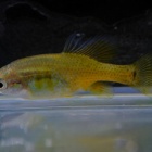 『10月14日(土)熱帯魚入荷情報✨』の画像