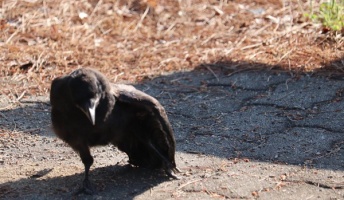 【衝撃】これなに?モンスターみたいな謎のカラスが発見される