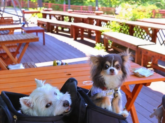 【犬連れ朝カフェ】中禅寺湖のTOKI珈琲店で、湖畔モーニングしてきました