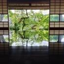 2026年6月　京都青紅葉