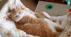 ハンモックでまどろむ猫。