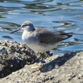 2026年5月12日の野鳥公園