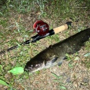 [釣果報告]こだわりのオールドリールを使ったナマズ釣果報告紹介！