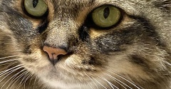 【猫写真】マロちゃんは隠れるのが好き