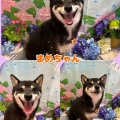 【トリミングブログ】こんにちは！