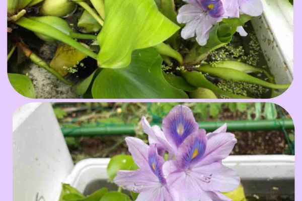 まゆりんのカーニバル