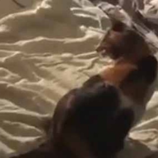 猫の動画 ねこわん！